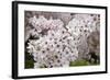 Close-Up of Cherry Blossoms-Richard T. Nowitz-Framed Photographic Print