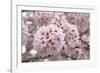Close-Up of Cherry Blossoms-Richard T. Nowitz-Framed Photographic Print