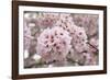 Close-Up of Cherry Blossoms-Richard T. Nowitz-Framed Photographic Print