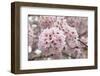 Close-Up of Cherry Blossoms-Richard T. Nowitz-Framed Photographic Print