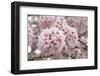 Close-Up of Cherry Blossoms-Richard T. Nowitz-Framed Photographic Print