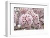 Close-Up of Cherry Blossoms-Richard T. Nowitz-Framed Photographic Print