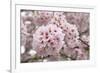 Close-Up of Cherry Blossoms-Richard T. Nowitz-Framed Photographic Print