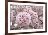 Close-Up of Cherry Blossoms-Richard T. Nowitz-Framed Photographic Print