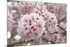 Close-Up of Cherry Blossoms-Richard T. Nowitz-Mounted Photographic Print