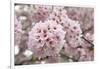 Close-Up of Cherry Blossoms-Richard T. Nowitz-Framed Photographic Print