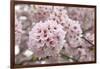 Close-Up of Cherry Blossoms-Richard T. Nowitz-Framed Photographic Print