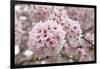 Close-Up of Cherry Blossoms-Richard T. Nowitz-Framed Photographic Print