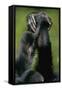 Close-Up of Chimpanzees Holding Hands-null-Framed Stretched Canvas