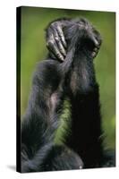 Close-Up of Chimpanzees Holding Hands-null-Stretched Canvas