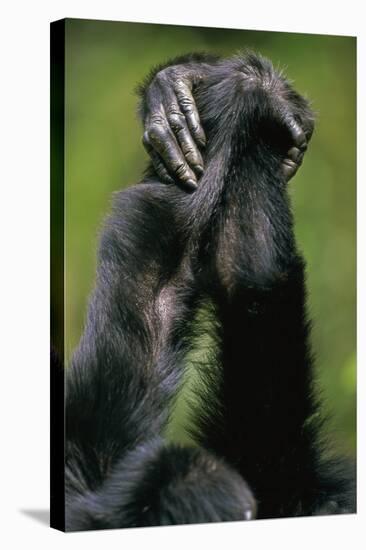 Close-Up of Chimpanzees Holding Hands-null-Stretched Canvas