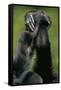 Close-Up of Chimpanzees Holding Hands-null-Framed Stretched Canvas