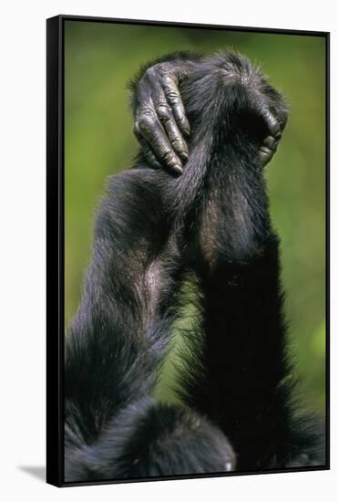 Close-Up of Chimpanzees Holding Hands-null-Framed Stretched Canvas