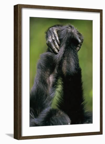 Close-Up of Chimpanzees Holding Hands-null-Framed Photographic Print