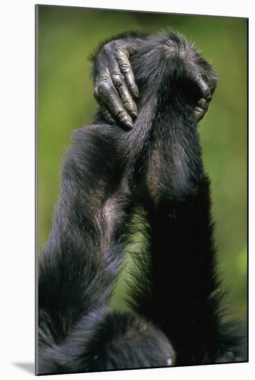 Close-Up of Chimpanzees Holding Hands-null-Mounted Photographic Print