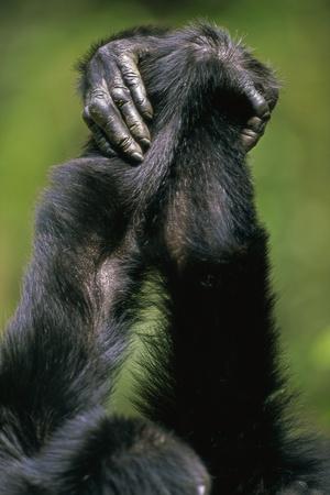 chimpanzee hand reaching out for human chimpanzee hand reaching out for human