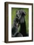 Close-Up of Chimpanzees Holding Hands-null-Framed Photographic Print