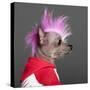 Close-Up Of Chinese Crested Dog With Pink Mohawk, 4 Years Old, In Front Of Grey Background-Life on White-Stretched Canvas