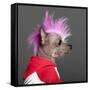 Close-Up Of Chinese Crested Dog With Pink Mohawk, 4 Years Old, In Front Of Grey Background-Life on White-Framed Stretched Canvas