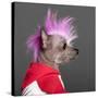 Close-Up Of Chinese Crested Dog With Pink Mohawk, 4 Years Old, In Front Of Grey Background-Life on White-Stretched Canvas