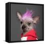 Close-Up Of Chinese Crested Dog With Pink Mohawk, 4 Years Old, In Front Of Grey Background-Life on White-Framed Stretched Canvas