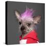 Close-Up Of Chinese Crested Dog With Pink Mohawk, 4 Years Old, In Front Of Grey Background-Life on White-Stretched Canvas