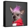 Close-Up Of Chinese Crested Dog With Pink Mohawk, 4 Years Old, In Front Of Grey Background-Life on White-Framed Stretched Canvas