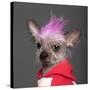 Close-Up Of Chinese Crested Dog With Pink Mohawk, 4 Years Old, In Front Of Grey Background-Life on White-Stretched Canvas