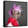 Close-Up Of Chinese Crested Dog With Pink Mohawk, 4 Years Old, In Front Of Grey Background-Life on White-Framed Stretched Canvas