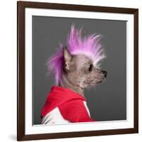 Close-Up Of Chinese Crested Dog With Pink Mohawk, 4 Years Old, In Front Of Grey Background-Life on White-Framed Photographic Print