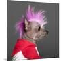 Close-Up Of Chinese Crested Dog With Pink Mohawk, 4 Years Old, In Front Of Grey Background-Life on White-Mounted Photographic Print