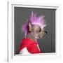 Close-Up Of Chinese Crested Dog With Pink Mohawk, 4 Years Old, In Front Of Grey Background-Life on White-Framed Photographic Print