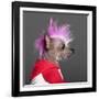 Close-Up Of Chinese Crested Dog With Pink Mohawk, 4 Years Old, In Front Of Grey Background-Life on White-Framed Photographic Print