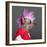 Close-Up Of Chinese Crested Dog With Pink Mohawk, 4 Years Old, In Front Of Grey Background-Life on White-Framed Photographic Print