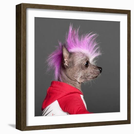 Close-Up Of Chinese Crested Dog With Pink Mohawk, 4 Years Old, In Front Of Grey Background-Life on White-Framed Photographic Print