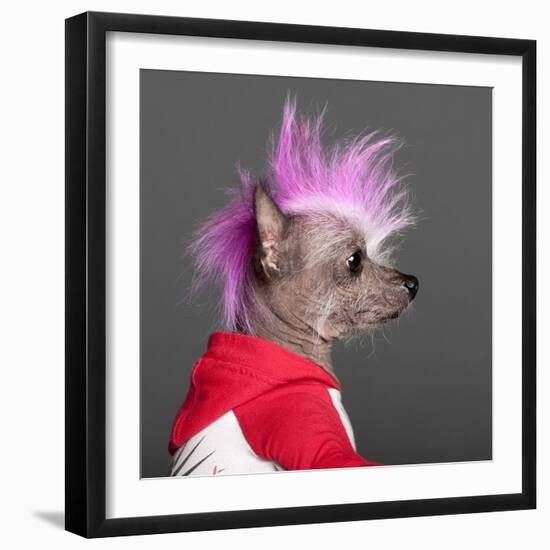 Close-Up Of Chinese Crested Dog With Pink Mohawk, 4 Years Old, In Front Of Grey Background-Life on White-Framed Photographic Print