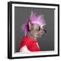 Close-Up Of Chinese Crested Dog With Pink Mohawk, 4 Years Old, In Front Of Grey Background-Life on White-Framed Photographic Print