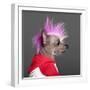 Close-Up Of Chinese Crested Dog With Pink Mohawk, 4 Years Old, In Front Of Grey Background-Life on White-Framed Photographic Print