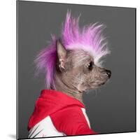 Close-Up Of Chinese Crested Dog With Pink Mohawk, 4 Years Old, In Front Of Grey Background-Life on White-Mounted Photographic Print