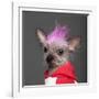 Close-Up Of Chinese Crested Dog With Pink Mohawk, 4 Years Old, In Front Of Grey Background-Life on White-Framed Photographic Print