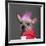 Close-Up Of Chinese Crested Dog With Pink Mohawk, 4 Years Old, In Front Of Grey Background-Life on White-Framed Photographic Print