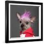 Close-Up Of Chinese Crested Dog With Pink Mohawk, 4 Years Old, In Front Of Grey Background-Life on White-Framed Photographic Print