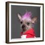 Close-Up Of Chinese Crested Dog With Pink Mohawk, 4 Years Old, In Front Of Grey Background-Life on White-Framed Photographic Print