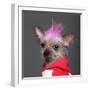 Close-Up Of Chinese Crested Dog With Pink Mohawk, 4 Years Old, In Front Of Grey Background-Life on White-Framed Photographic Print