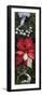 Close-up of Christmas ornaments and Poinsettia flowers-Panoramic Images-Framed Photographic Print