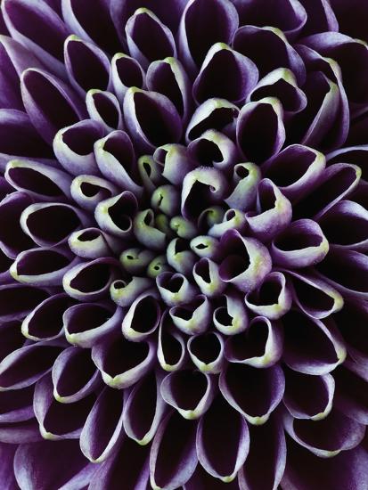 Close-up of Chrysanthemum Flower-Clive Nichols-Stretched Canvas