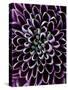 Close-Up of Chrysanthemum Flower-Clive Nichols-Stretched Canvas