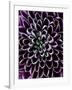 Close-Up of Chrysanthemum Flower-Clive Nichols-Framed Photographic Print