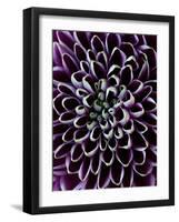 Close-Up of Chrysanthemum Flower-Clive Nichols-Framed Photographic Print