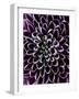 Close-Up of Chrysanthemum Flower-Clive Nichols-Framed Photographic Print